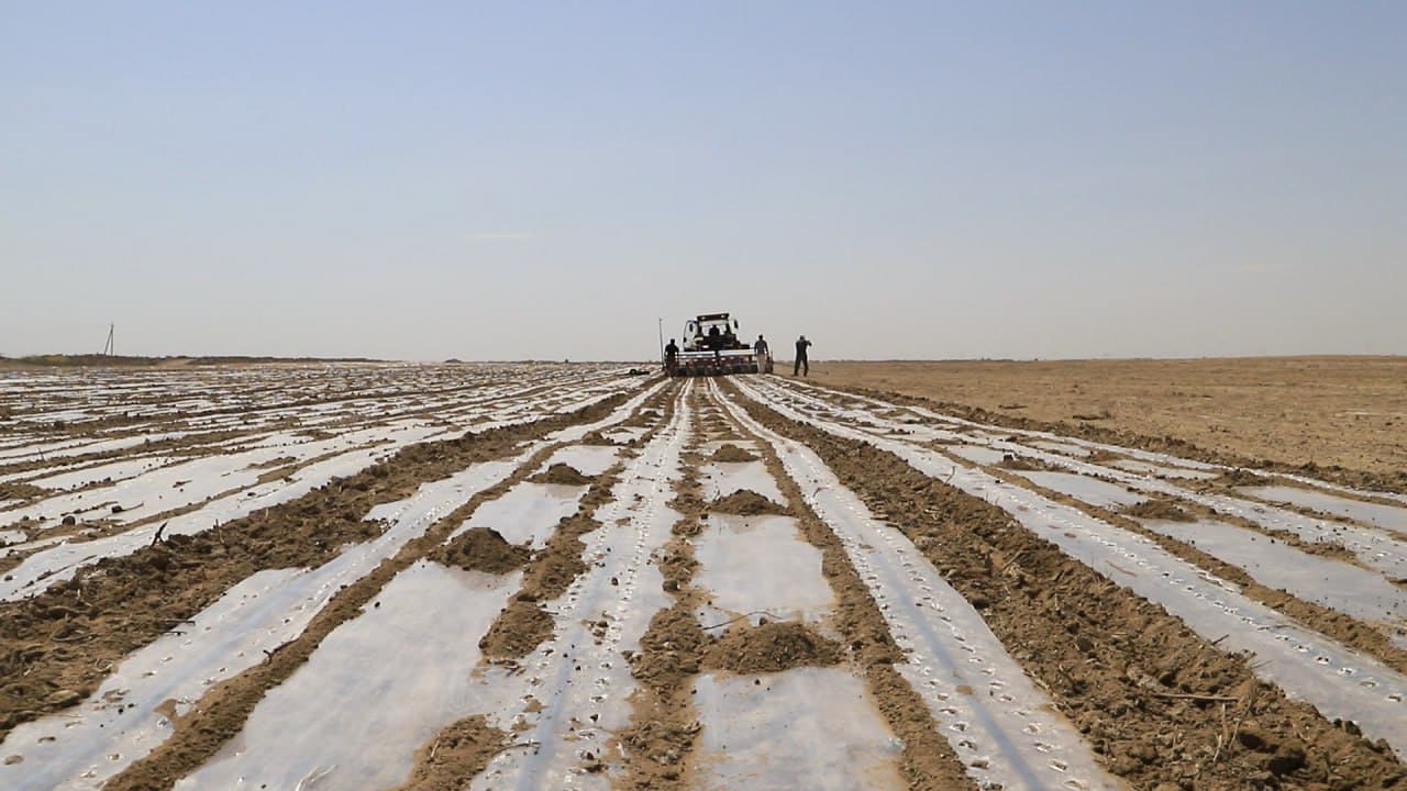 Shofirkon: xitoylik sarmoyadorlar 200 gektar yaylov yerini oʻzlashtirib, chigit ekishmoqda
