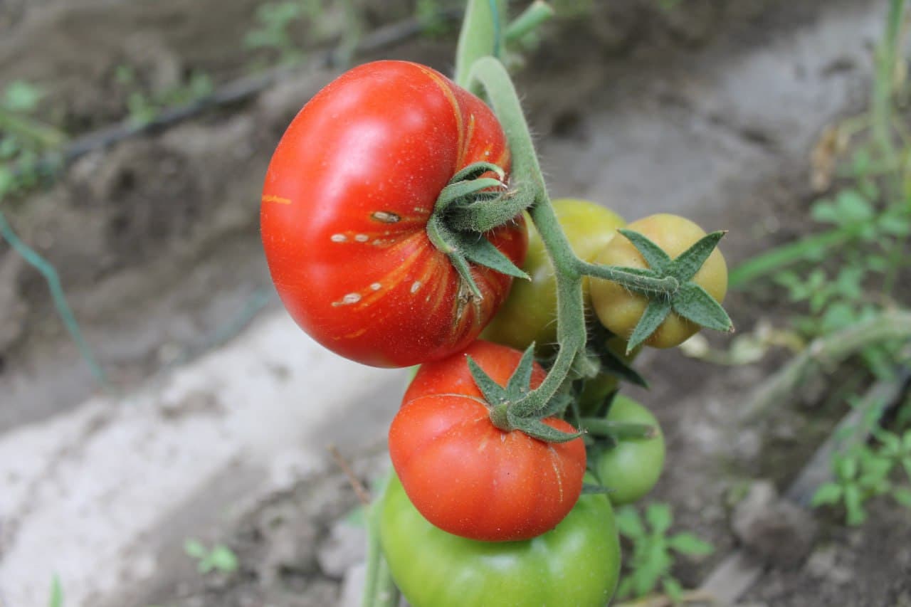 Вобкент: латифсобунгарлик Анвар Файзиев помидор ҳосилини 4 тоннага етказмоқда