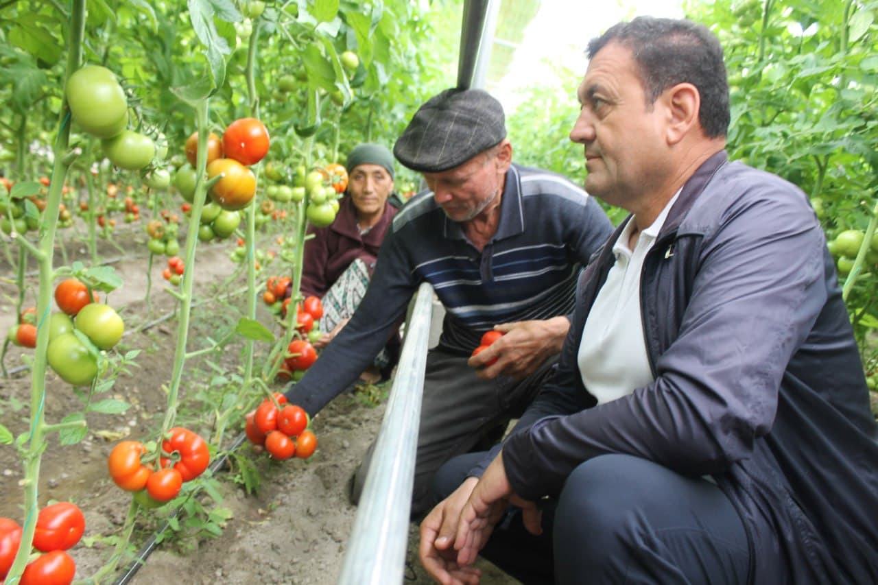 Вобкент: латифсобунгарлик Анвар Файзиев помидор ҳосилини 4 тоннага етказмоқда