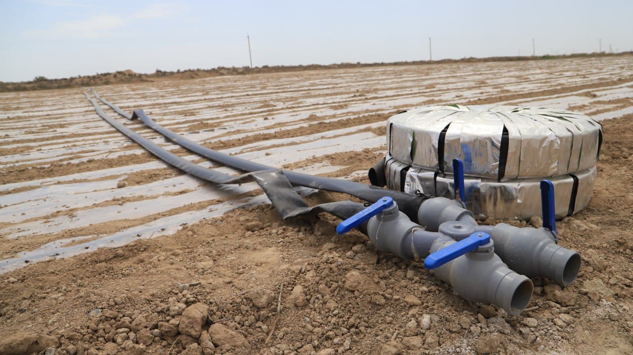 Shofirkon: xitoylik sarmoyadorlar 200 gektar yaylov yerini oʻzlashtirib, chigit ekishmoqda