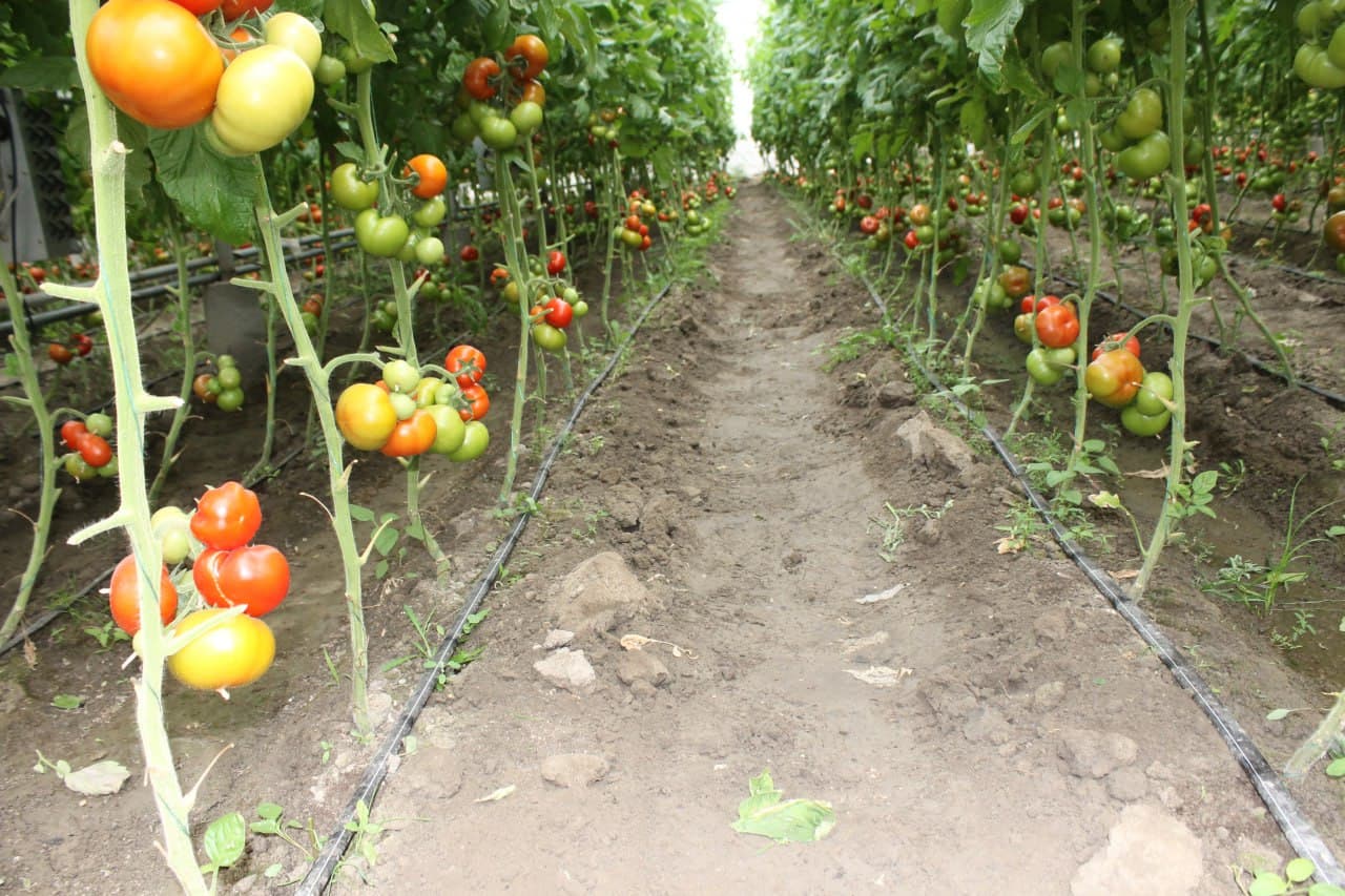 Вобкент: латифсобунгарлик Анвар Файзиев помидор ҳосилини 4 тоннага етказмоқда