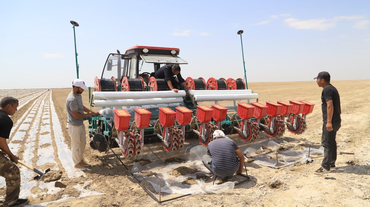 Shofirkon: xitoylik sarmoyadorlar 200 gektar yaylov yerini oʻzlashtirib, chigit ekishmoqda