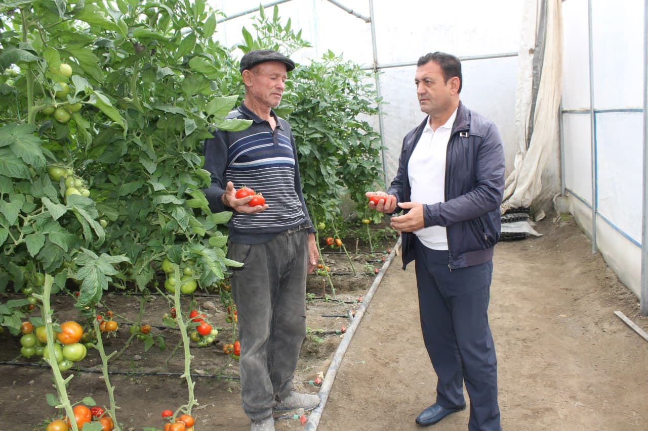 Вобкент: латифсобунгарлик Анвар Файзиев помидор ҳосилини 4 тоннага етказмоқда