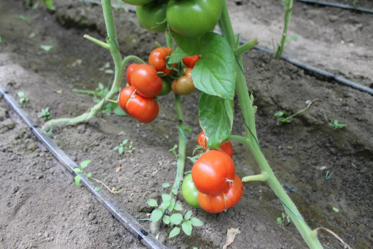 Вобкент: латифсобунгарлик Анвар Файзиев помидор ҳосилини 4 тоннага етказмоқда