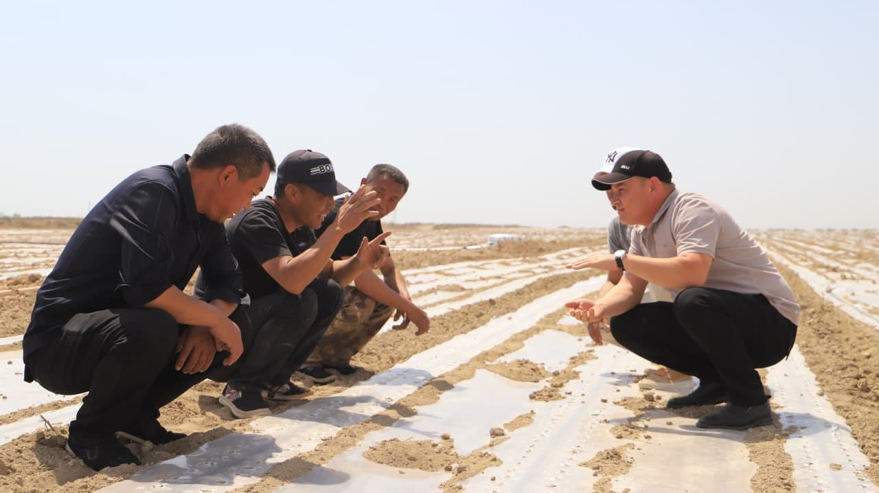 Shofirkon: xitoylik sarmoyadorlar 200 gektar yaylov yerini oʻzlashtirib, chigit ekishmoqda