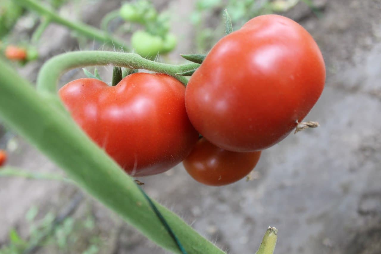 Вобкент: латифсобунгарлик Анвар Файзиев помидор ҳосилини 4 тоннага етказмоқда