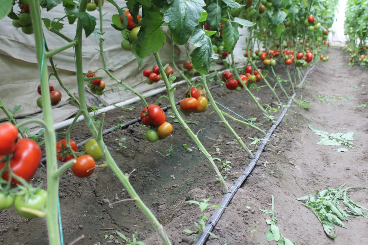 Вобкент: латифсобунгарлик Анвар Файзиев помидор ҳосилини 4 тоннага етказмоқда