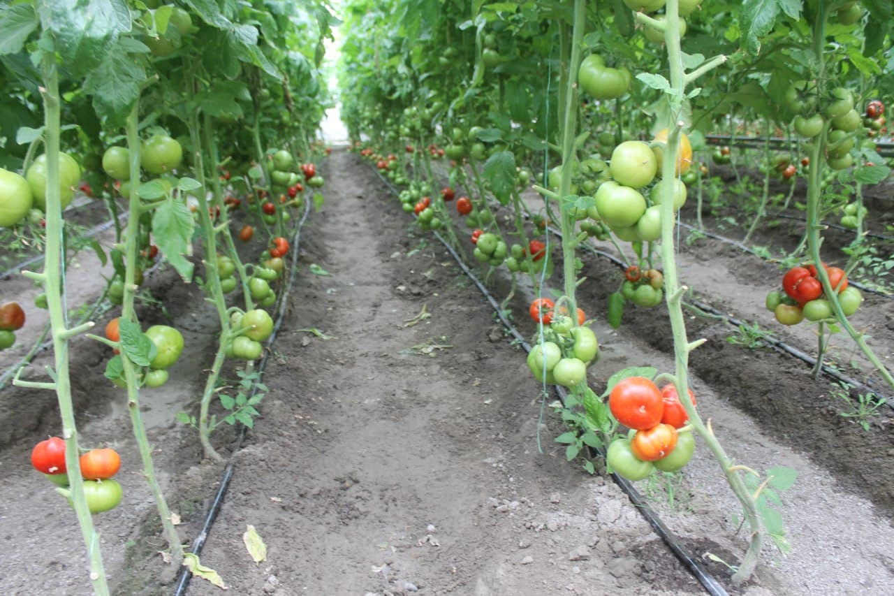 Вобкент: латифсобунгарлик Анвар Файзиев помидор ҳосилини 4 тоннага етказмоқда