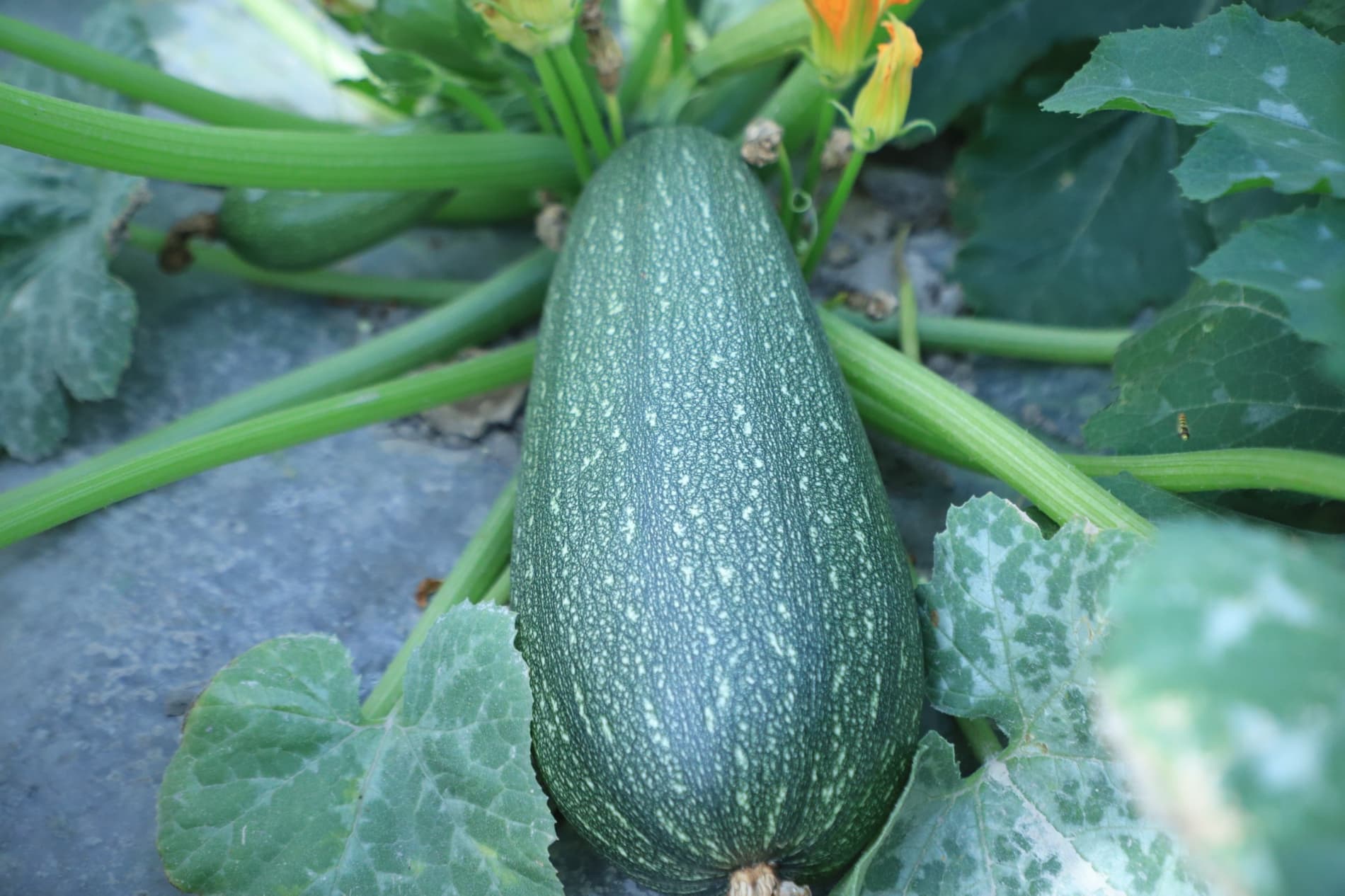 Vobkent: Qoʻchqorovlar oilasi oshqovoq hosilidan 4 tonnalik xirmonni koʻzlamoqda