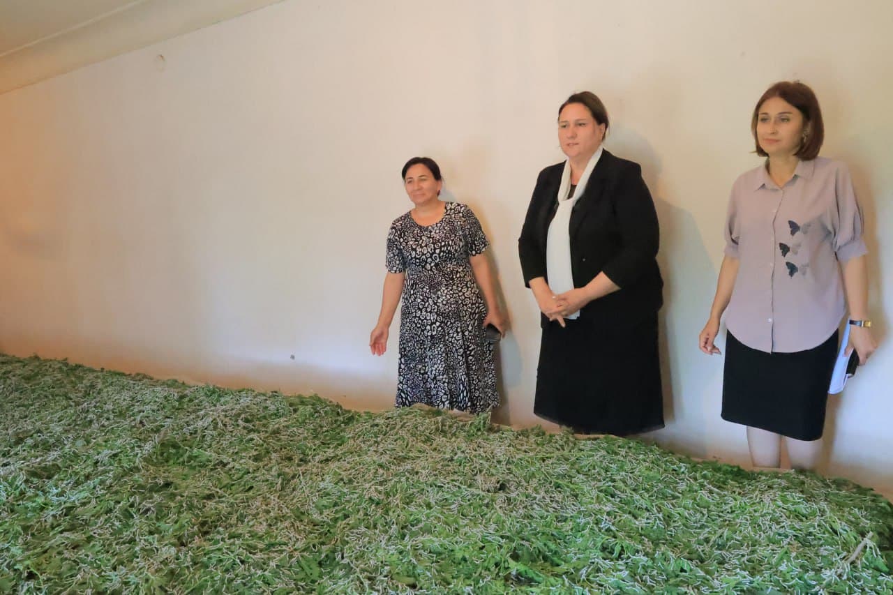 Kogon: siyozpoyonlik Azimovalar xonadoni 5 quti ipak qurti parvarishlamoqda