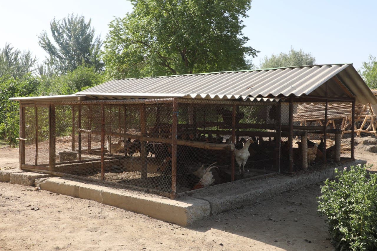 Olot: tomorqachilikda Hayitgul Saidova koʻplarga oʻrnak boʻlmoqda