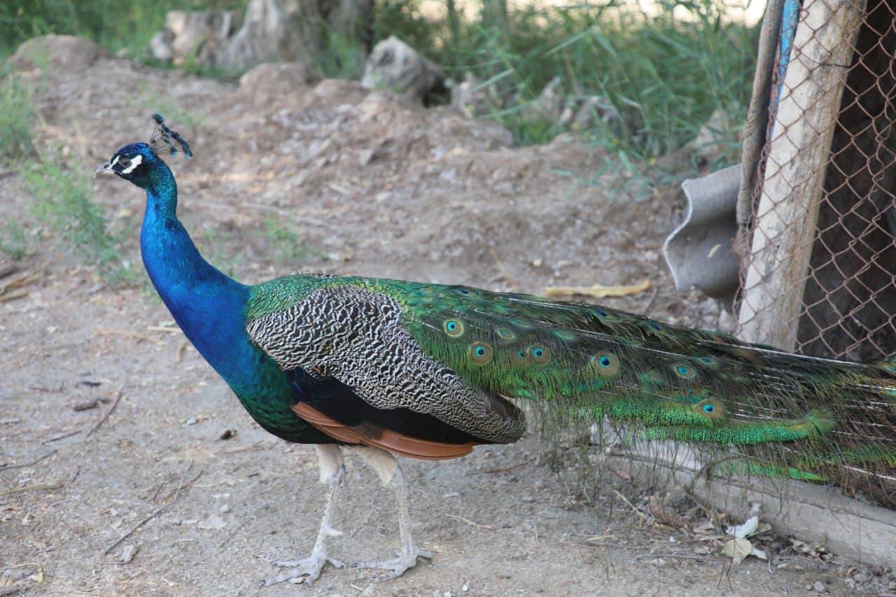 Olot: tomorqachilikda Hayitgul Saidova koʻplarga oʻrnak boʻlmoqda