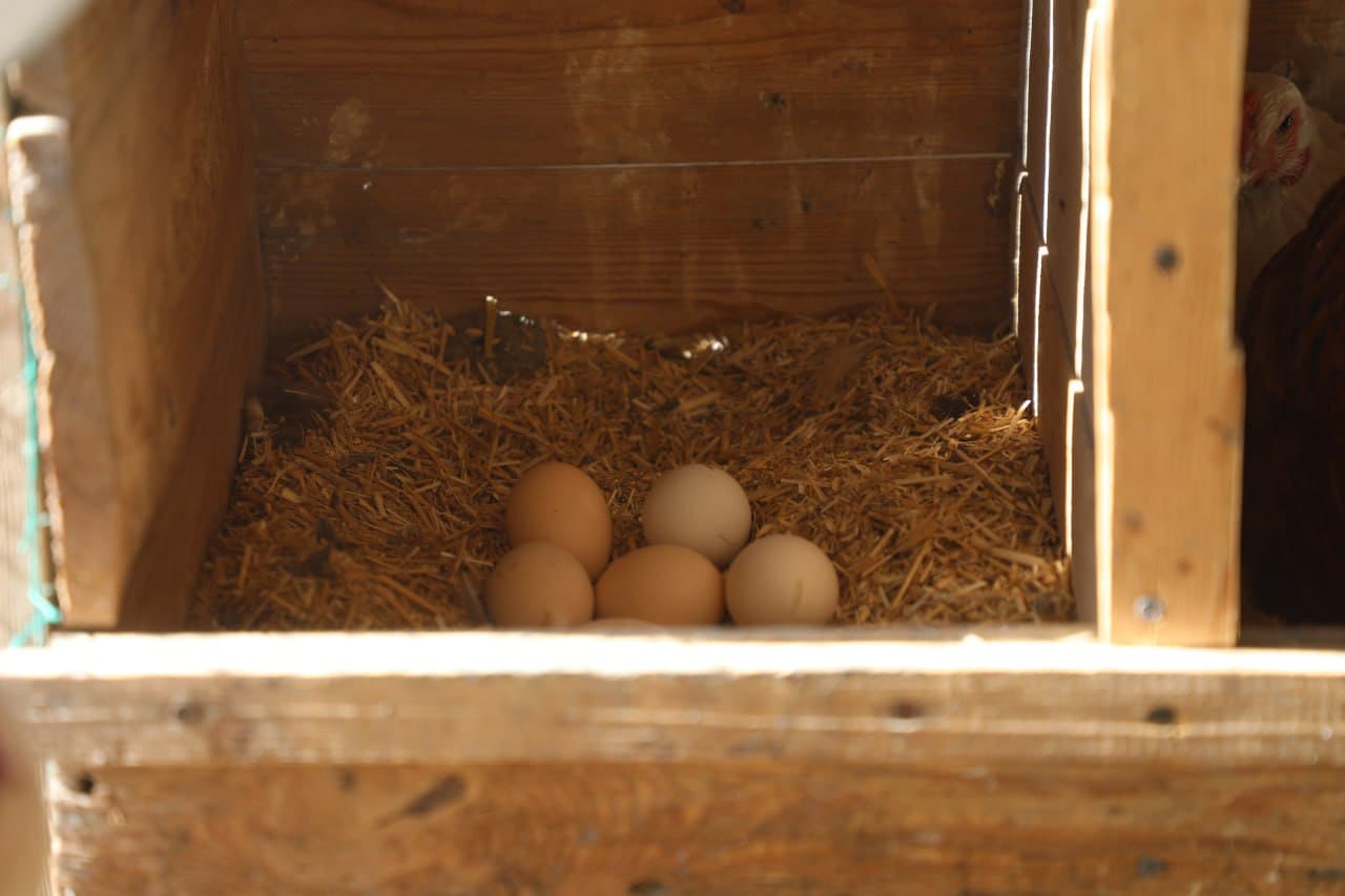 Olot: tomorqachilikda Hayitgul Saidova koʻplarga oʻrnak boʻlmoqda