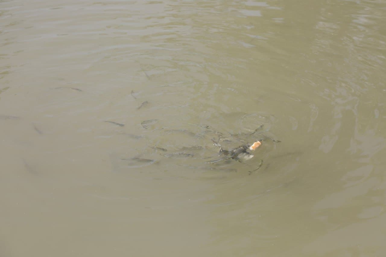 Olot: tomorqachilikda Hayitgul Saidova koʻplarga oʻrnak boʻlmoqda