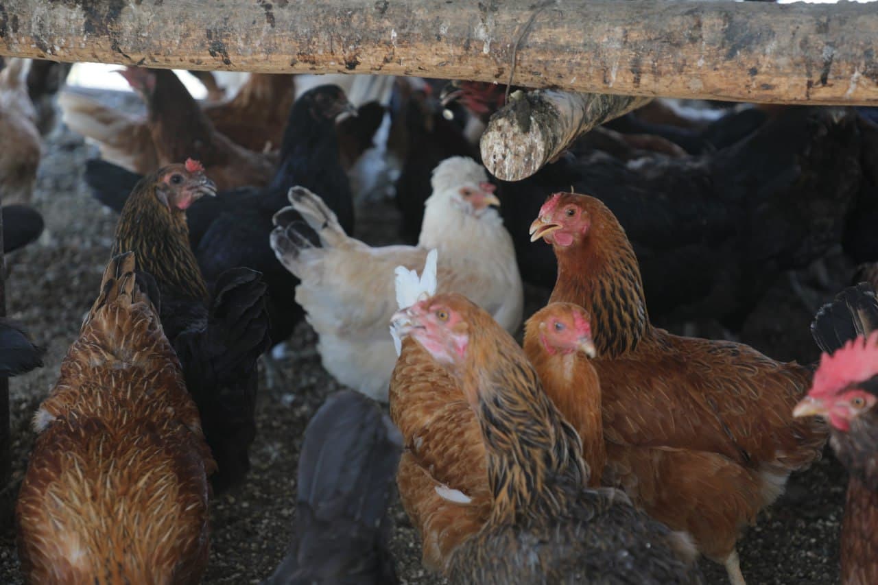 Olot: tomorqachilikda Hayitgul Saidova koʻplarga oʻrnak boʻlmoqda