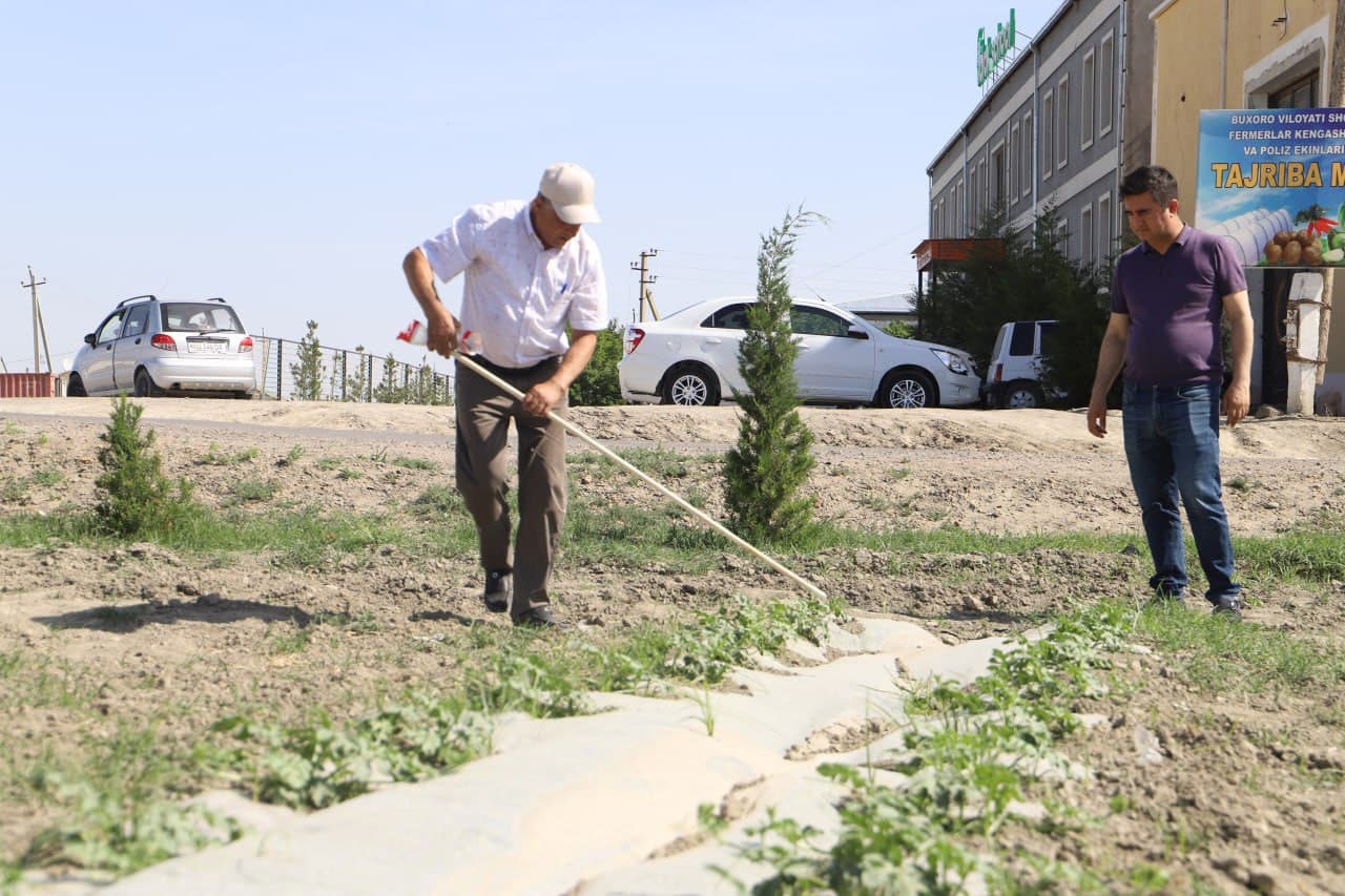 Шофиркон: Мирзоқулдаги намунавий ўқув-тажриба экин ерида иш қизғин