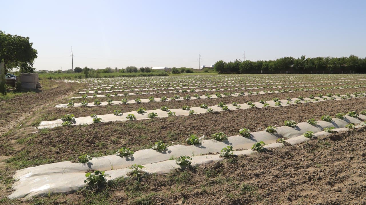 Шофиркон: Мирзоқулдаги намунавий ўқув-тажриба экин ерида иш қизғин