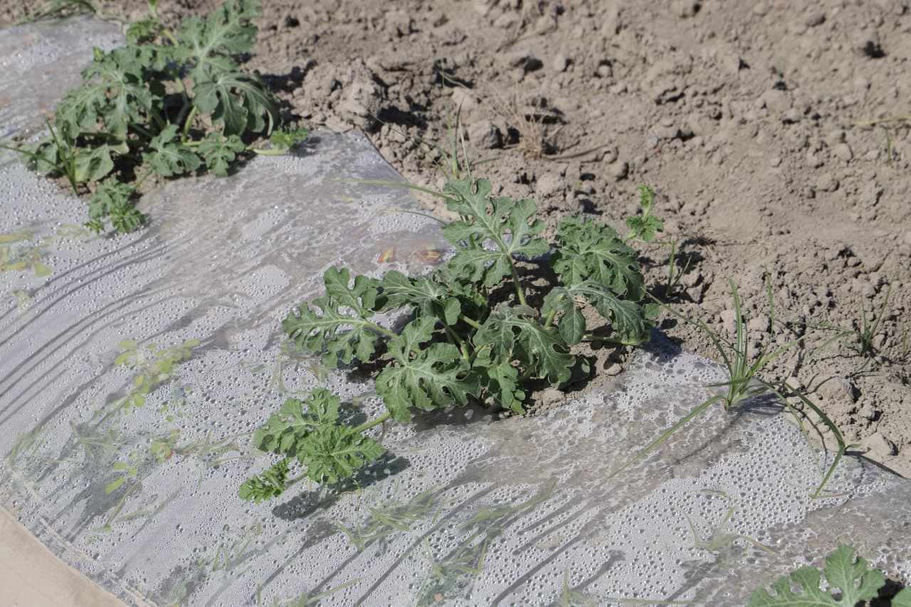 Шофиркон: Мирзоқулдаги намунавий ўқув-тажриба экин ерида иш қизғин