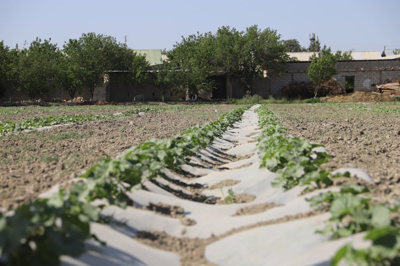 Шофиркон: Мирзоқулдаги намунавий ўқув-тажриба экин ерида иш қизғин