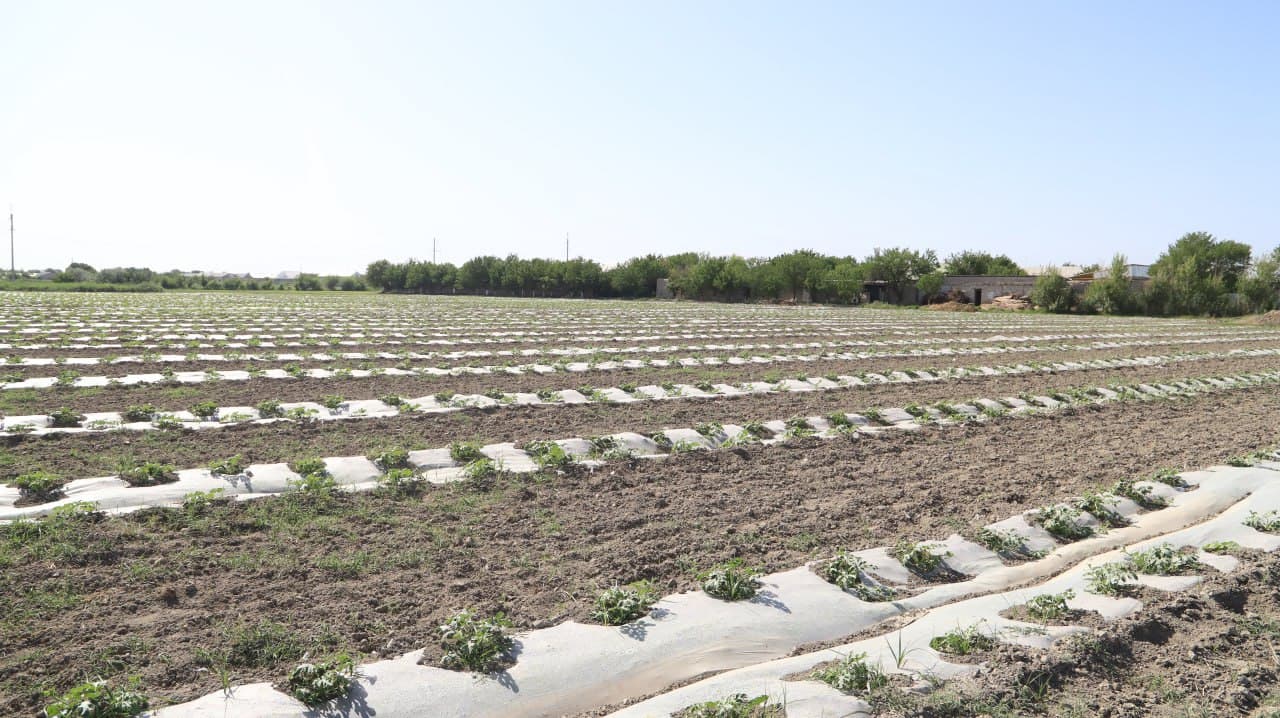 Шофиркон: Мирзоқулдаги намунавий ўқув-тажриба экин ерида иш қизғин