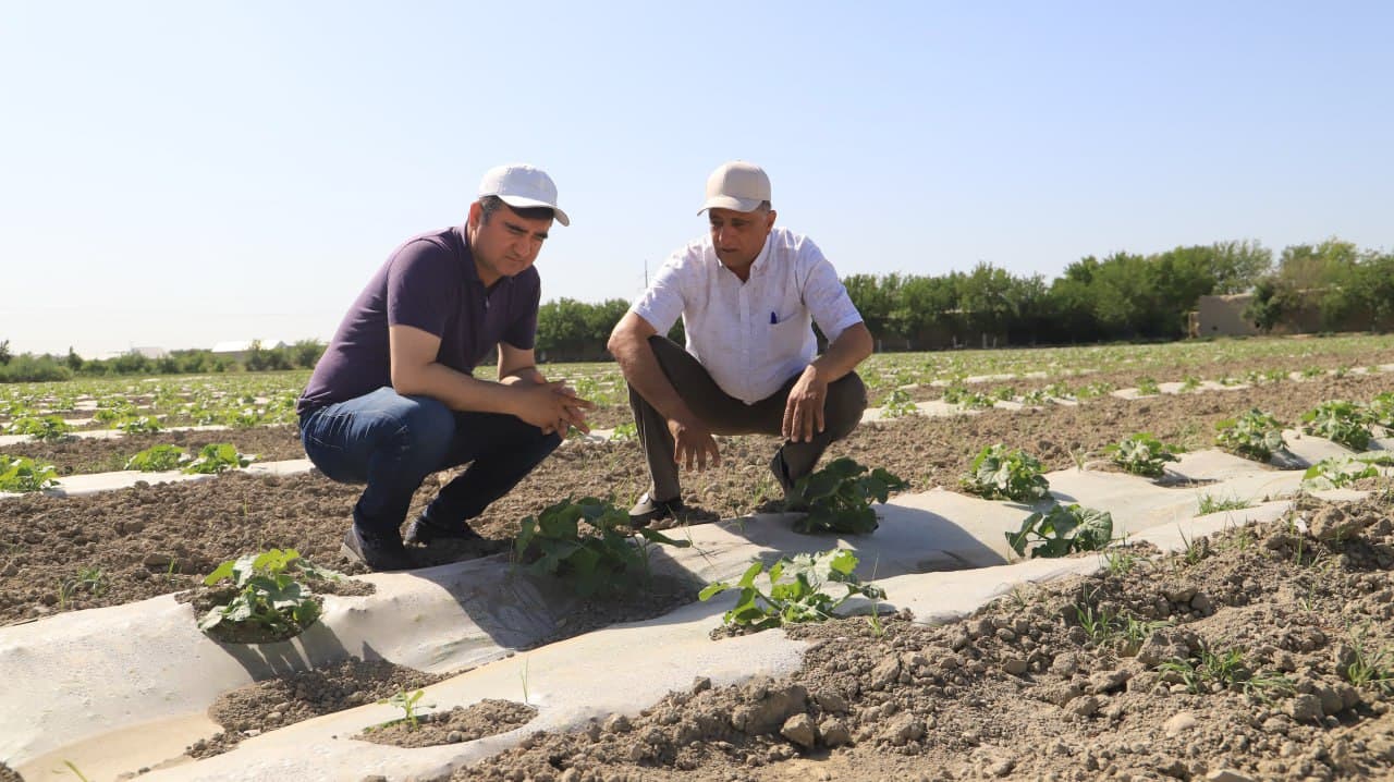 Шофиркон: Мирзоқулдаги намунавий ўқув-тажриба экин ерида иш қизғин