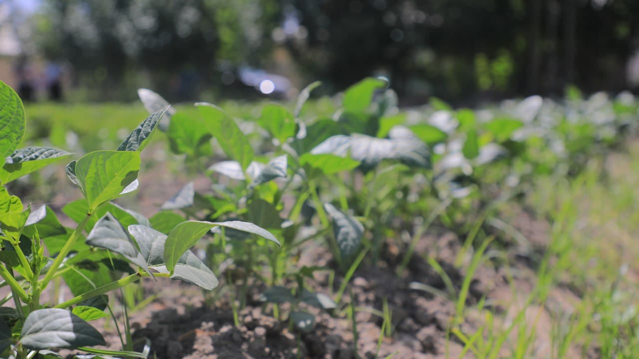 Olot: Shoyimovlar oilasi yarim yilda tomorqasidan 40 million soʻm daromadni koʻzlagan