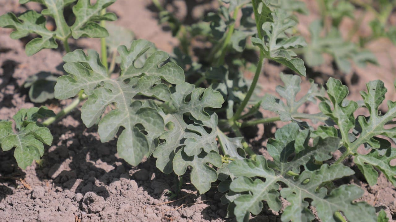 Olot: Shoyimovlar oilasi yarim yilda tomorqasidan 40 million soʻm daromadni koʻzlagan