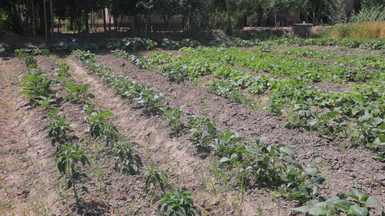 Olot: Shoyimovlar oilasi yarim yilda tomorqasidan 40 million soʻm daromadni koʻzlagan