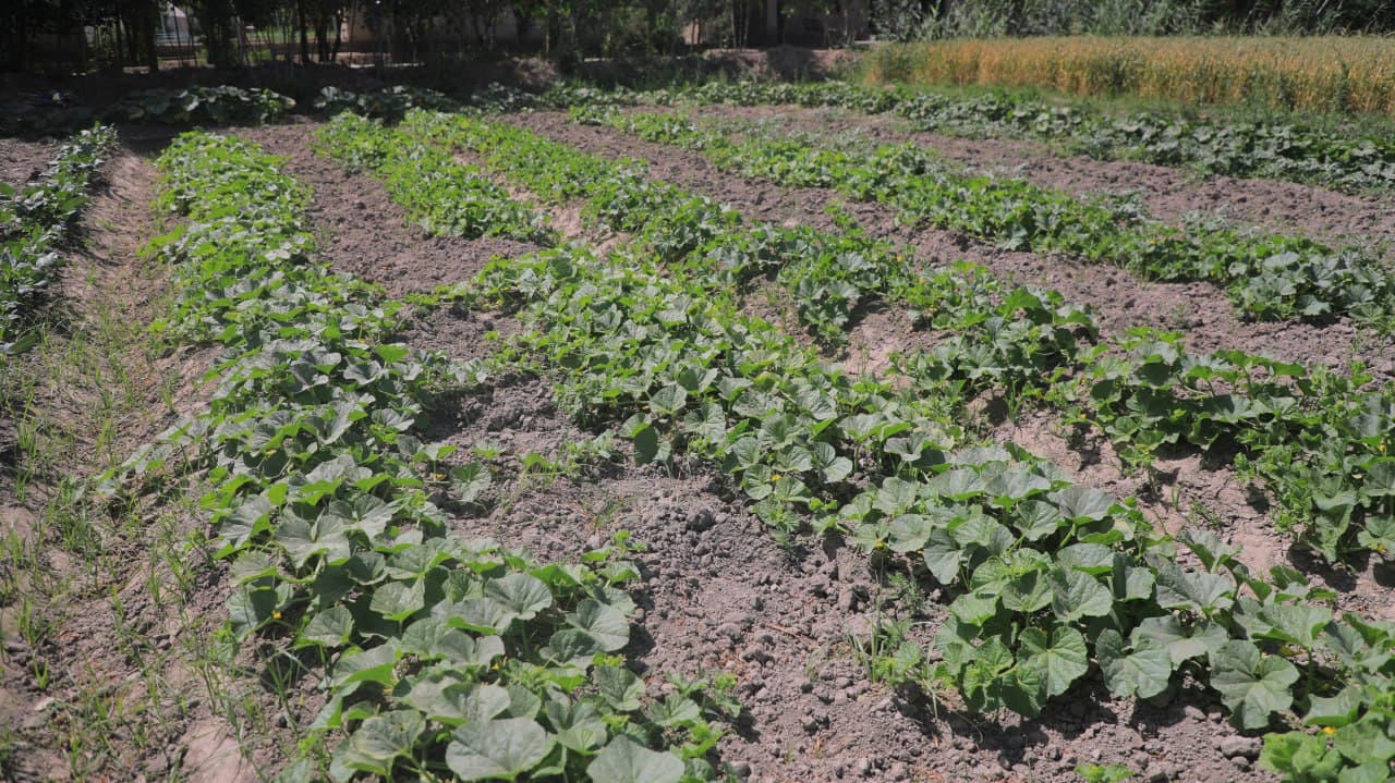 Olot: Shoyimovlar oilasi yarim yilda tomorqasidan 40 million soʻm daromadni koʻzlagan