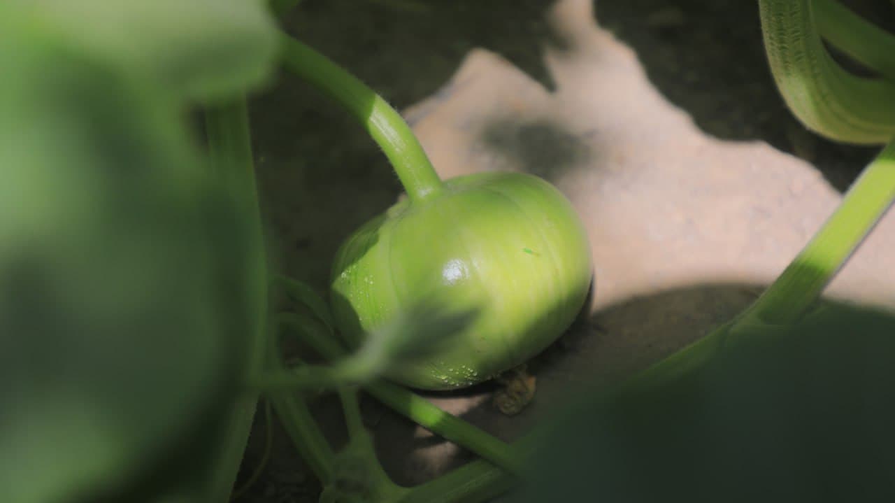 Olot: Shoyimovlar oilasi yarim yilda tomorqasidan 40 million soʻm daromadni koʻzlagan