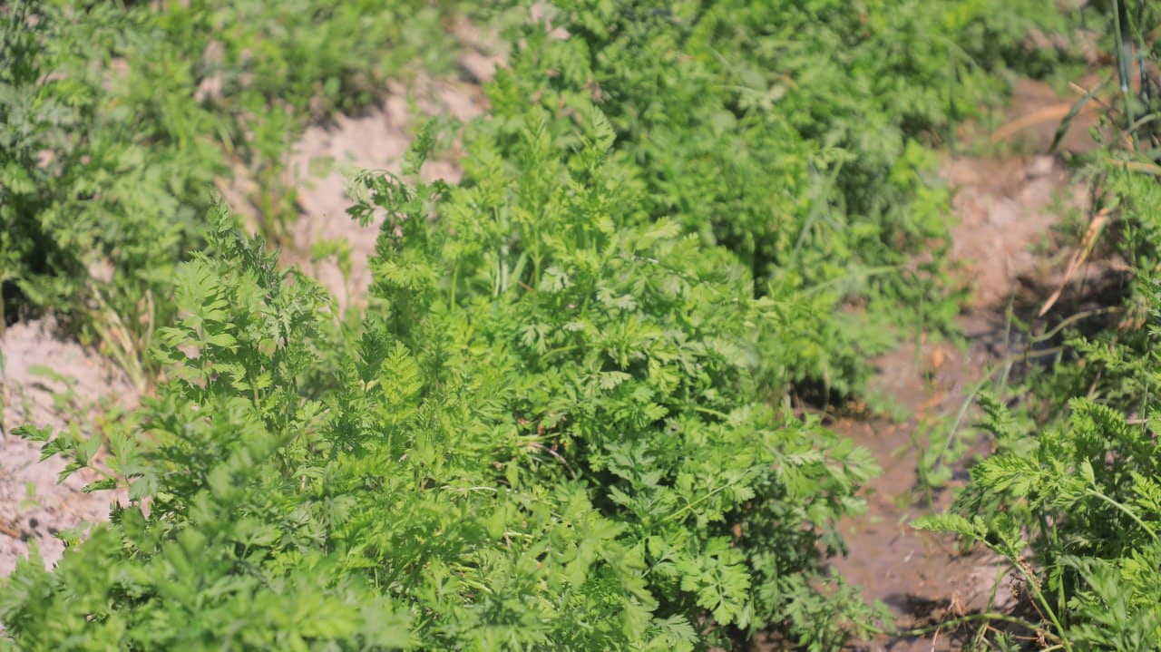 Olot: Shoyimovlar oilasi yarim yilda tomorqasidan 40 million soʻm daromadni koʻzlagan