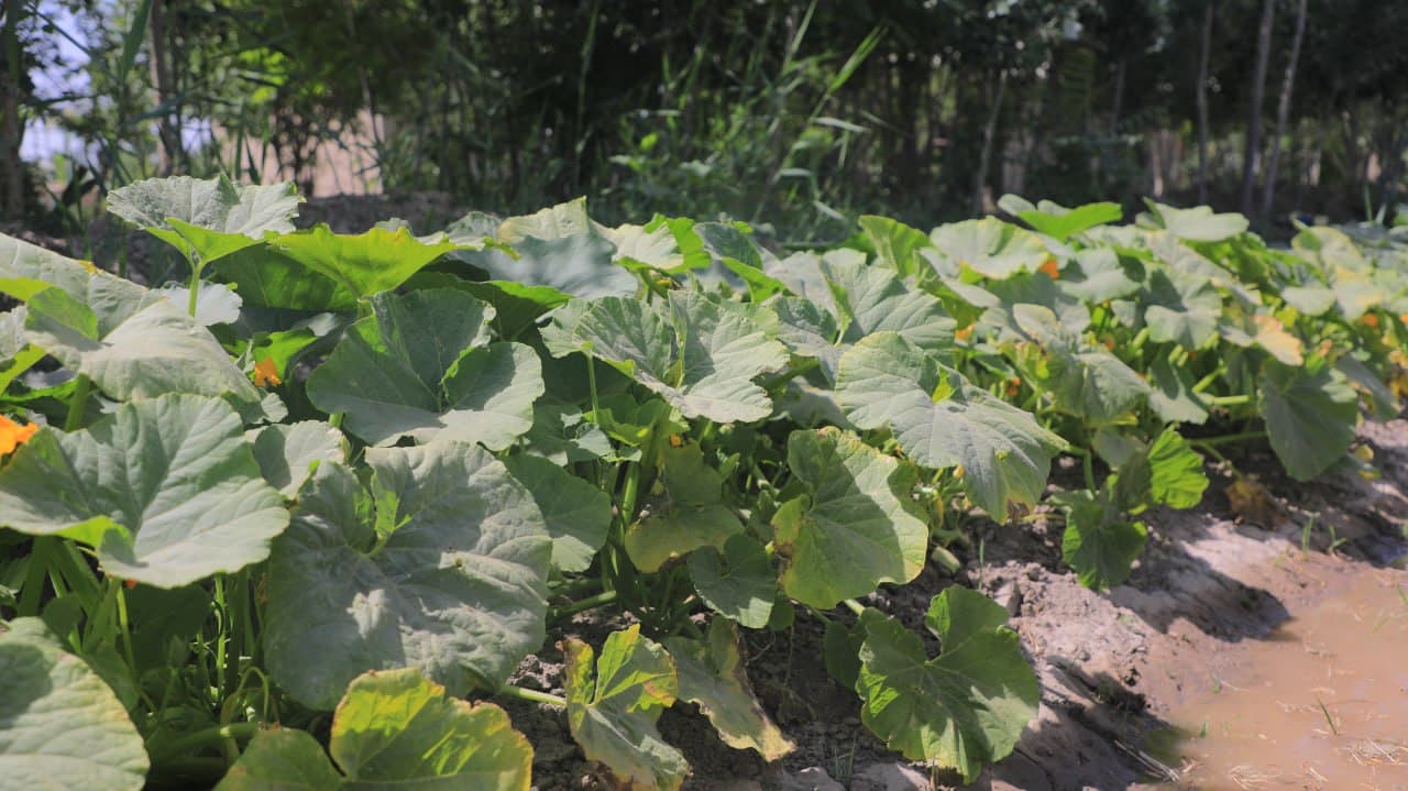 Olot: Shoyimovlar oilasi yarim yilda tomorqasidan 40 million soʻm daromadni koʻzlagan