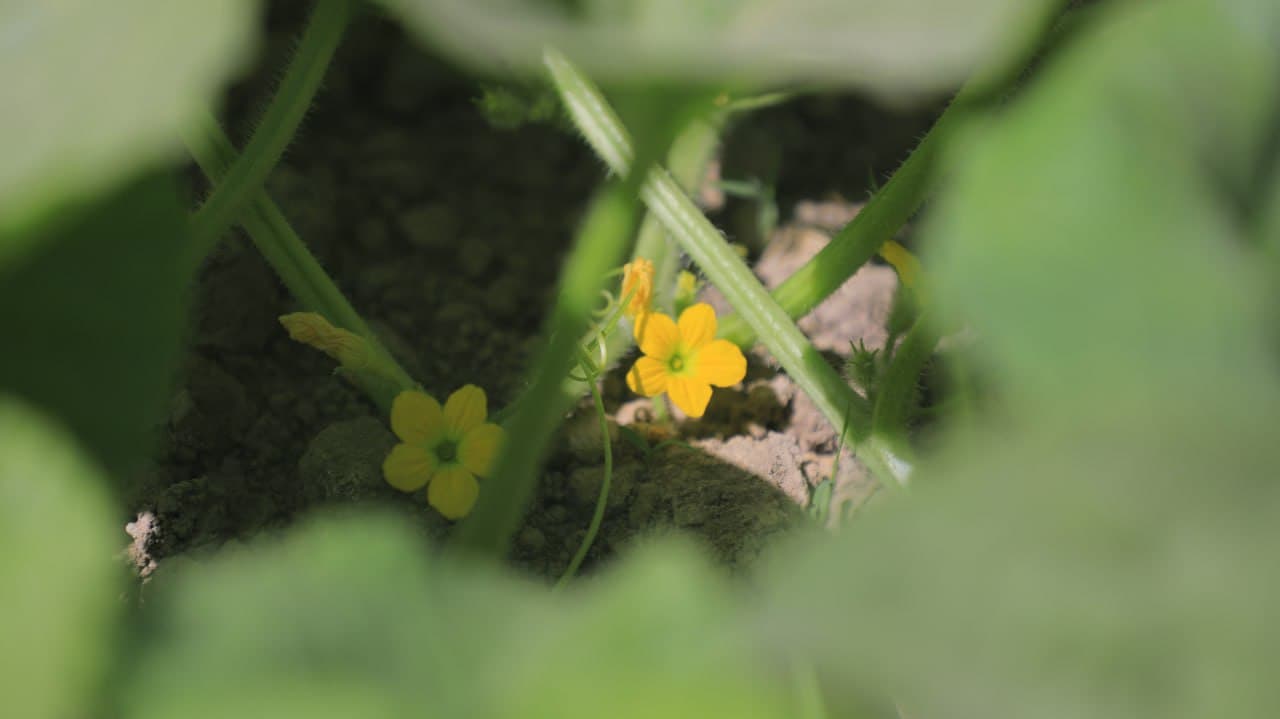 Olot: Shoyimovlar oilasi yarim yilda tomorqasidan 40 million soʻm daromadni koʻzlagan