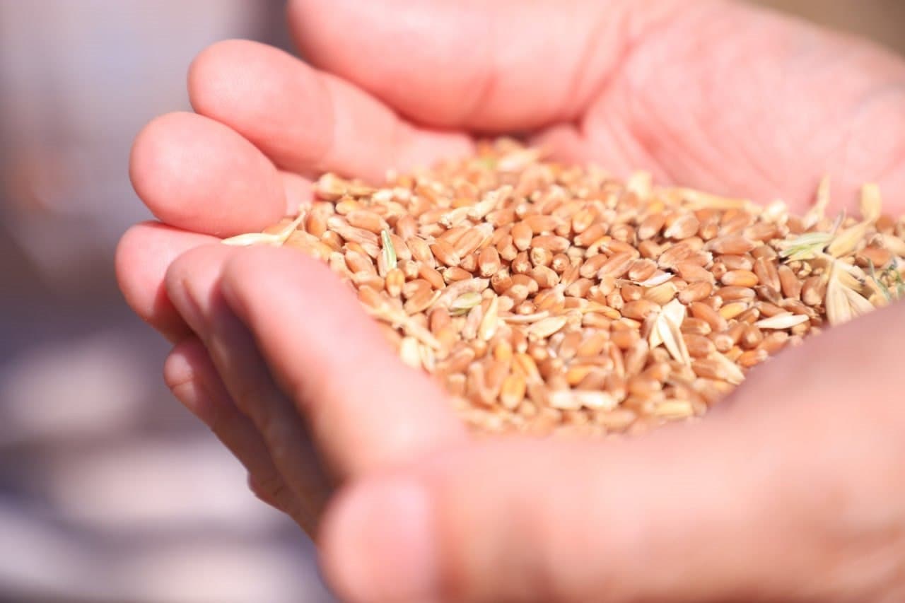 Вобкент: "Азизбек-Эъзозбек замини”, “Ўриной Мирзаева” каби хўжаликларда ғалла хирмони юксалмоқда