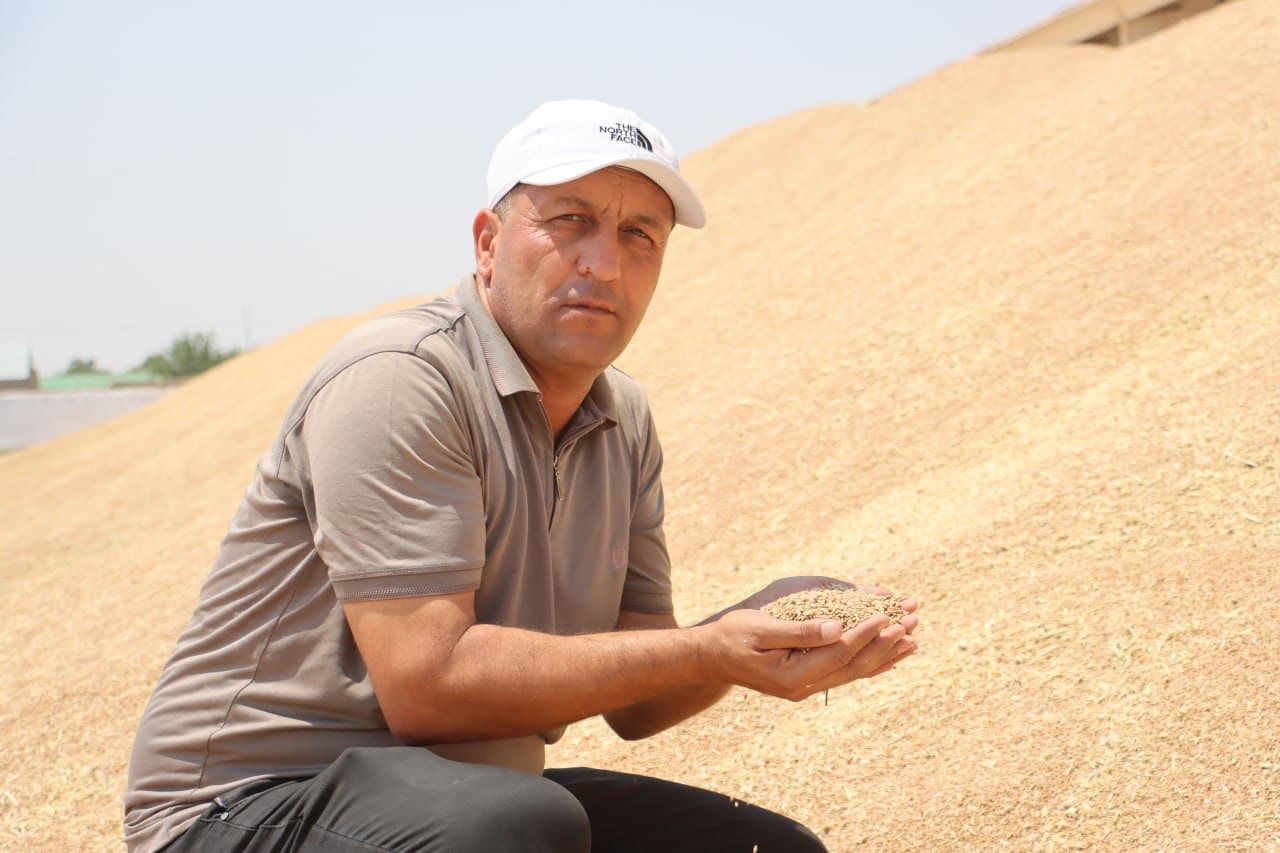 Qorovulbozor: Jarqoqda “Muborak Zarbuloq” fermer xoʻjaligida moʻl hosil yetishtirilmoqda