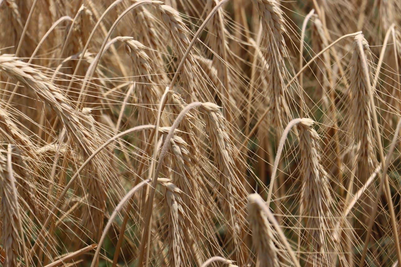 Qorovulbozor: Jarqoqda “Muborak Zarbuloq” fermer xoʻjaligida moʻl hosil yetishtirilmoqda