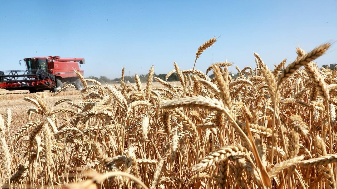 Бухоро тумани: "Ўктам Иброҳим тўқли " фермер хўжалиги ғалла ҳосилдорлигини 80 центнерга етказмоқда