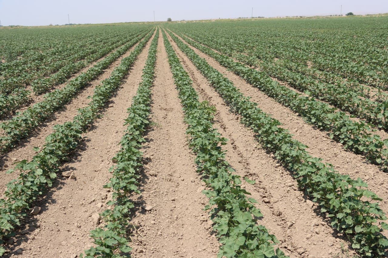 Qorovulbozor: Jarqoqda “Muborak Zarbuloq” fermer xoʻjaligida moʻl hosil yetishtirilmoqda