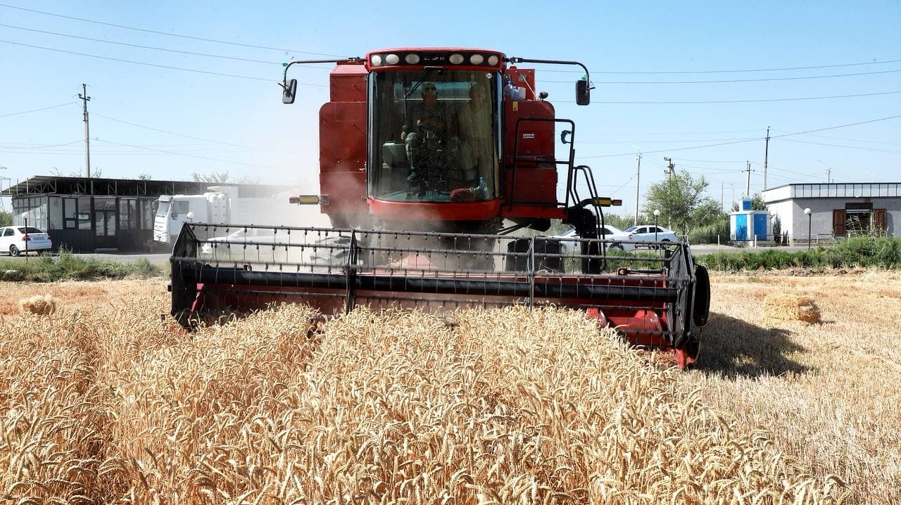 Бухоро тумани: "Ўктам Иброҳим тўқли " фермер хўжалиги ғалла ҳосилдорлигини 80 центнерга етказмоқда