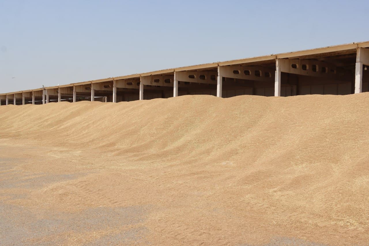 Qorovulbozor: Jarqoqda “Muborak Zarbuloq” fermer xoʻjaligida moʻl hosil yetishtirilmoqda