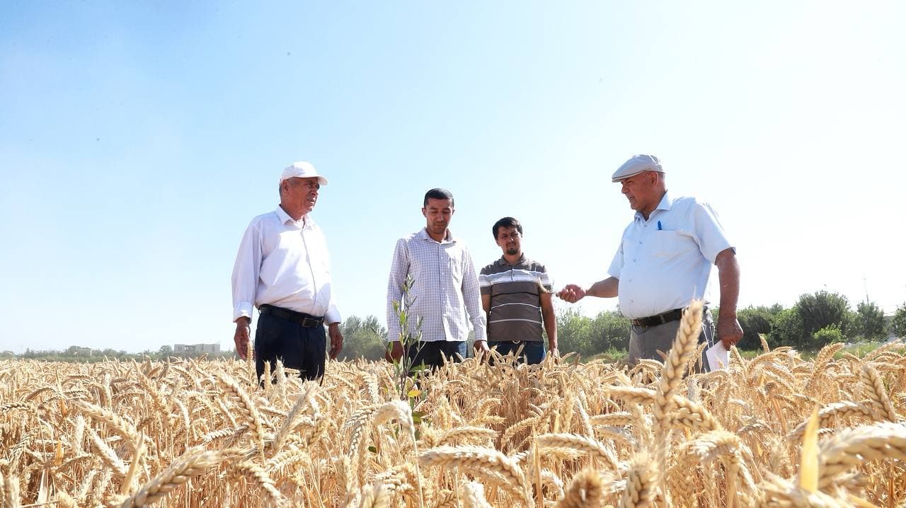 Бухоро тумани: "Ўктам Иброҳим тўқли " фермер хўжалиги ғалла ҳосилдорлигини 80 центнерга етказмоқда