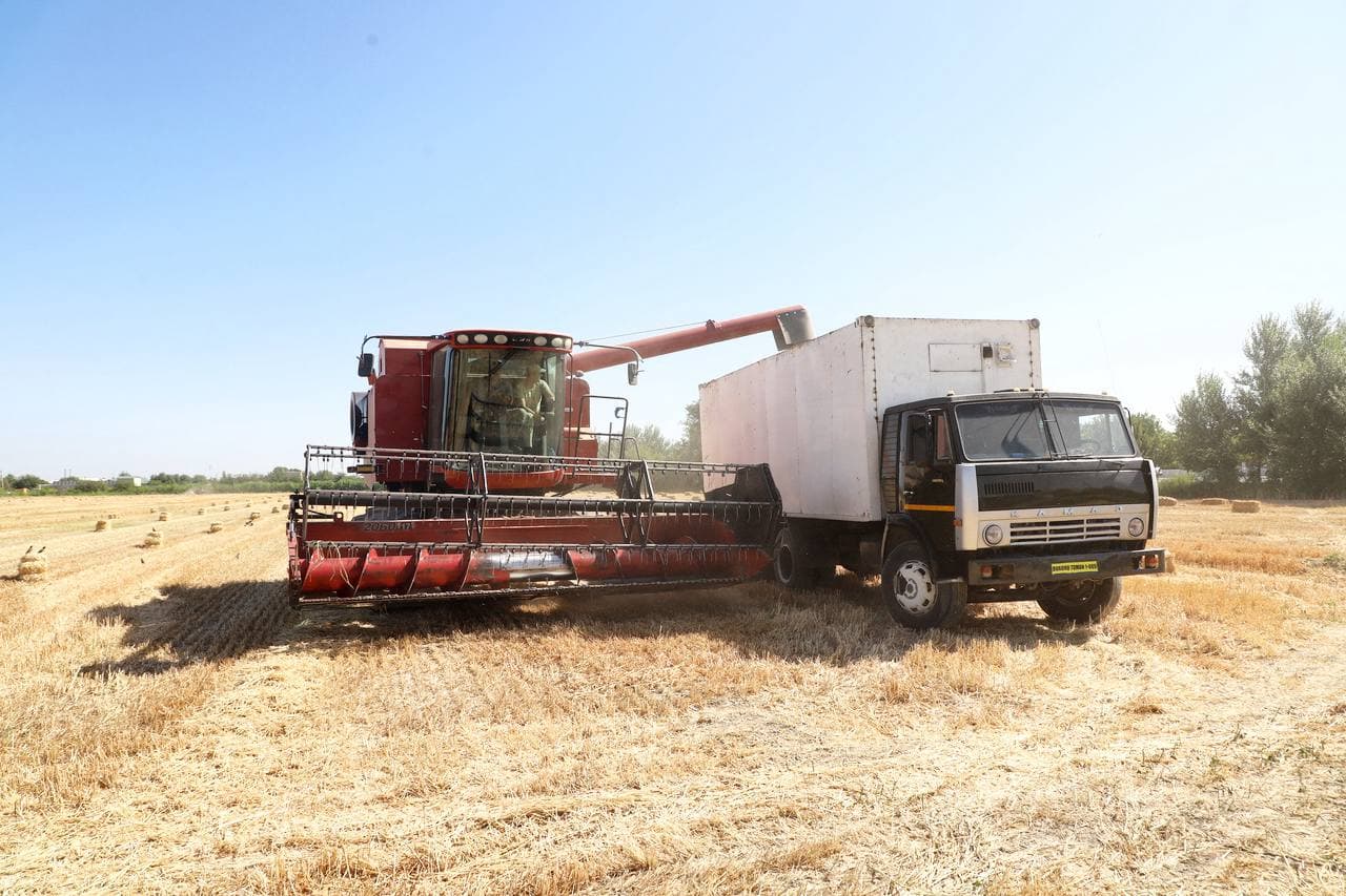 Бухоро тумани: "Ўктам Иброҳим тўқли " фермер хўжалиги ғалла ҳосилдорлигини 80 центнерга етказмоқда