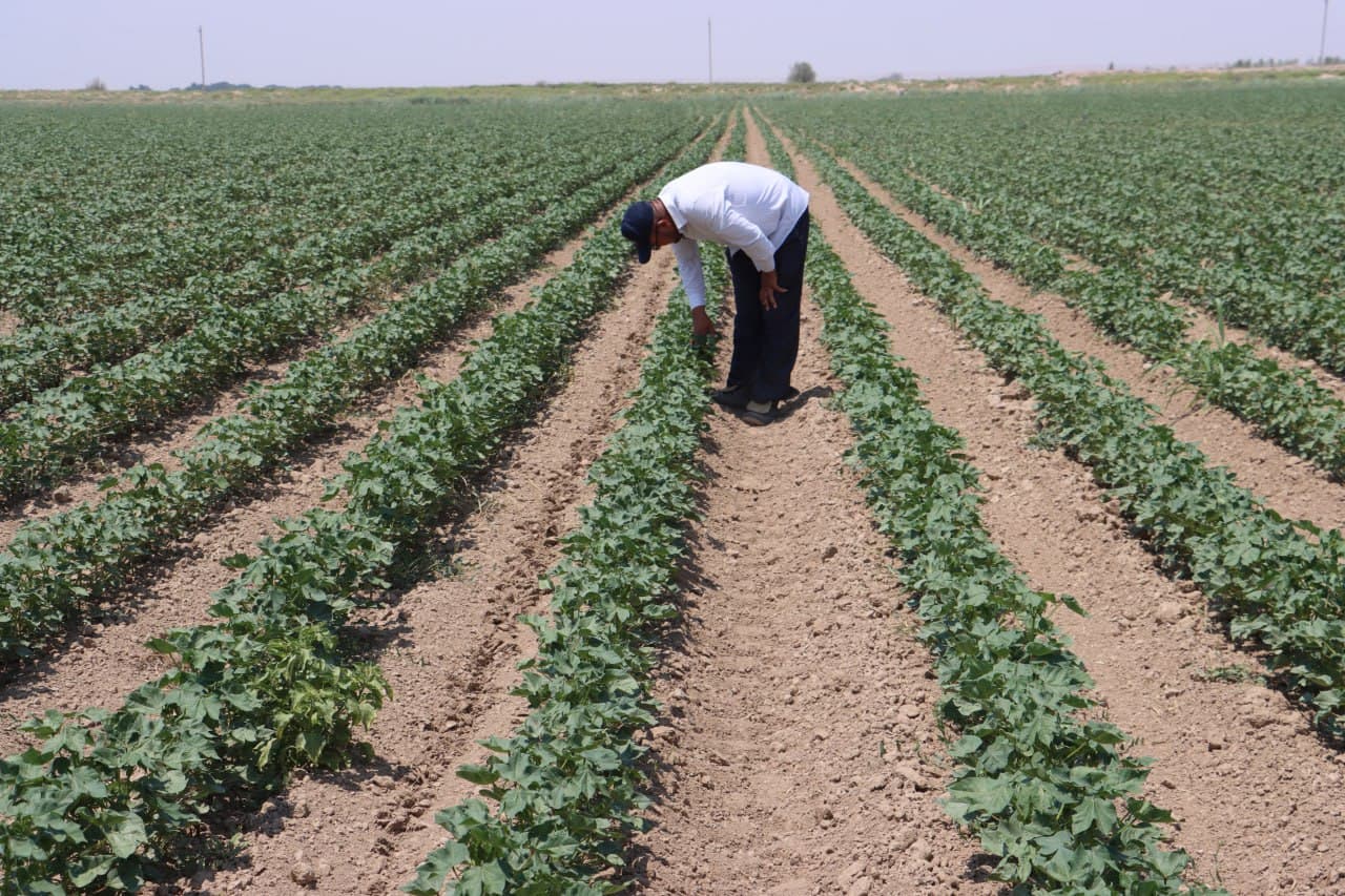 Qorovulbozor: Jarqoqda “Muborak Zarbuloq” fermer xoʻjaligida moʻl hosil yetishtirilmoqda