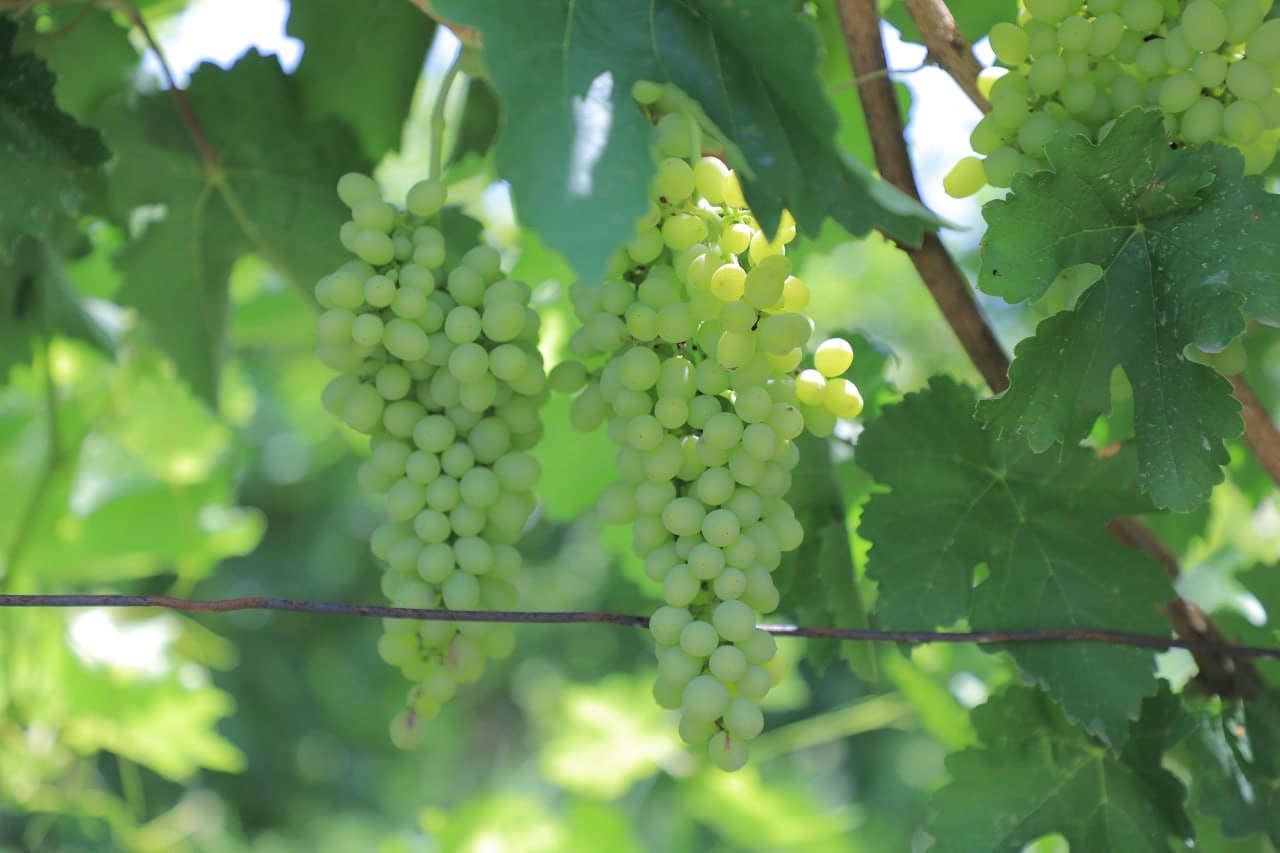 Qorakoʻl: Tangriyevlar xonadoni mirishkorlari tokzordan 70 million soʻmdan oshirib daromadni koʻzlashgan