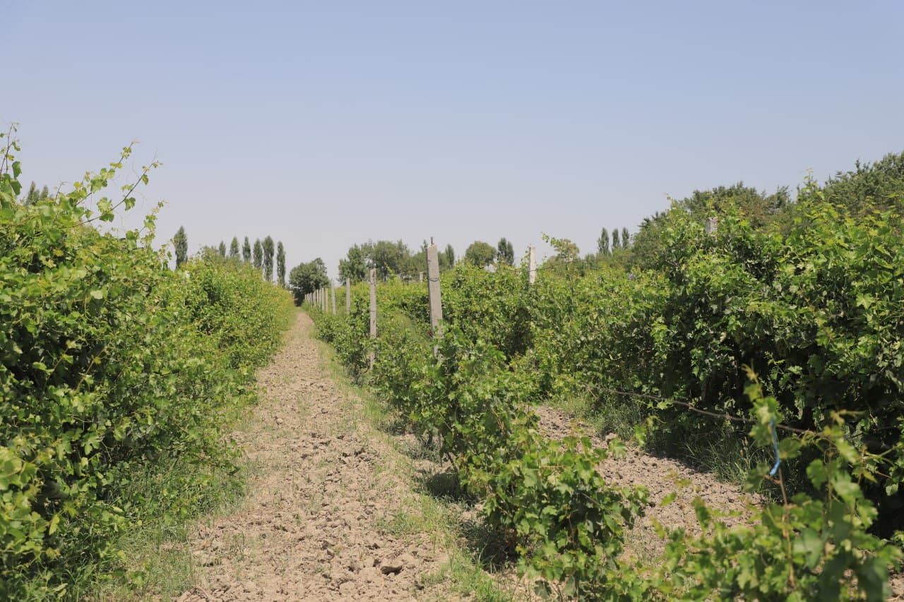 Qorakoʻl: Tangriyevlar xonadoni mirishkorlari tokzordan 70 million soʻmdan oshirib daromadni koʻzlashgan