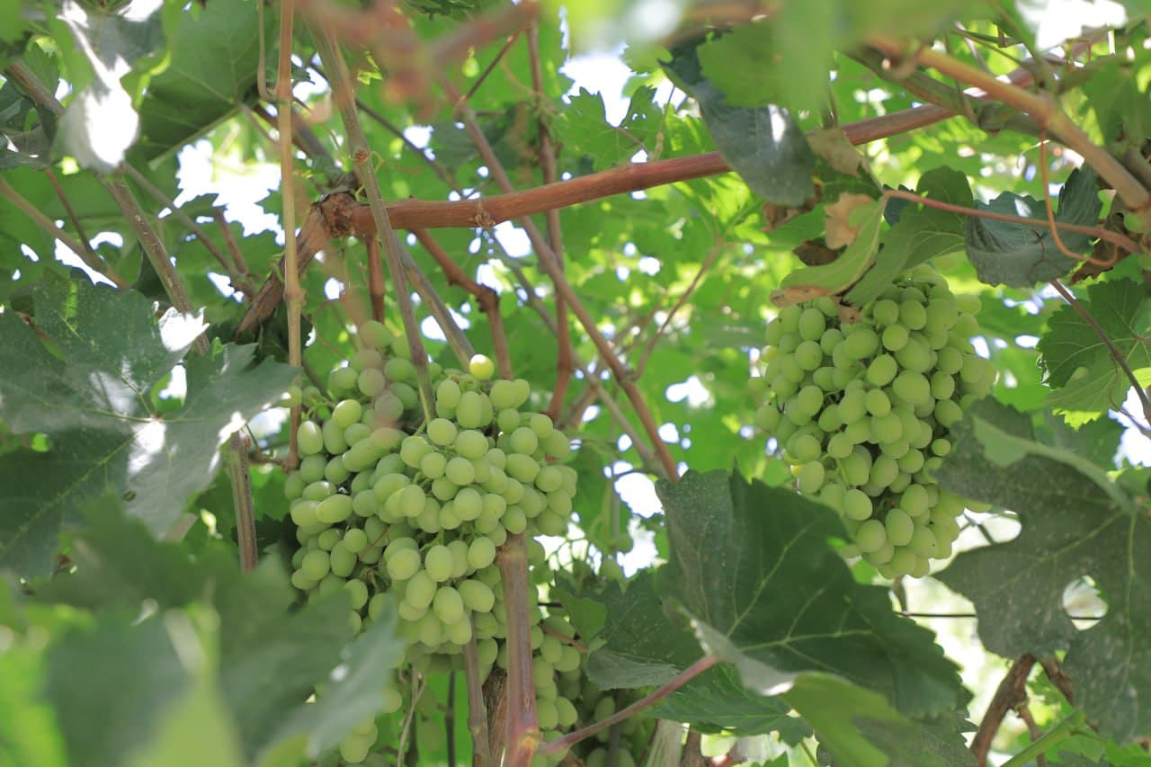 Qorakoʻl: Tangriyevlar xonadoni mirishkorlari tokzordan 70 million soʻmdan oshirib daromadni koʻzlashgan