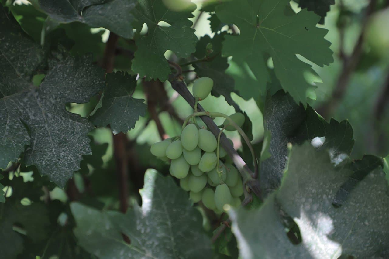 Qorakoʻl: Tangriyevlar xonadoni mirishkorlari tokzordan 70 million soʻmdan oshirib daromadni koʻzlashgan