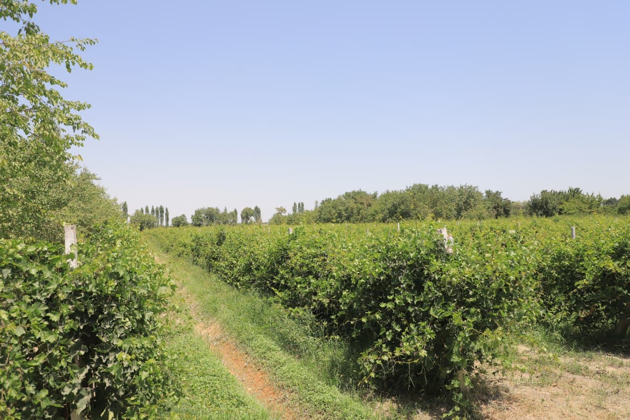 Qorakoʻl: Tangriyevlar xonadoni mirishkorlari tokzordan 70 million soʻmdan oshirib daromadni koʻzlashgan