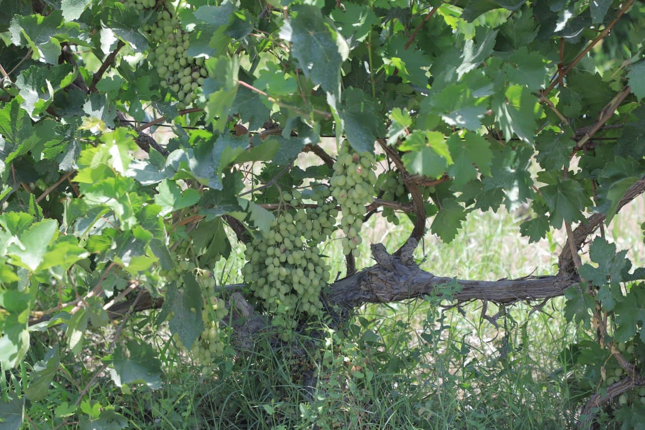 Qorakoʻl: Tangriyevlar xonadoni mirishkorlari tokzordan 70 million soʻmdan oshirib daromadni koʻzlashgan