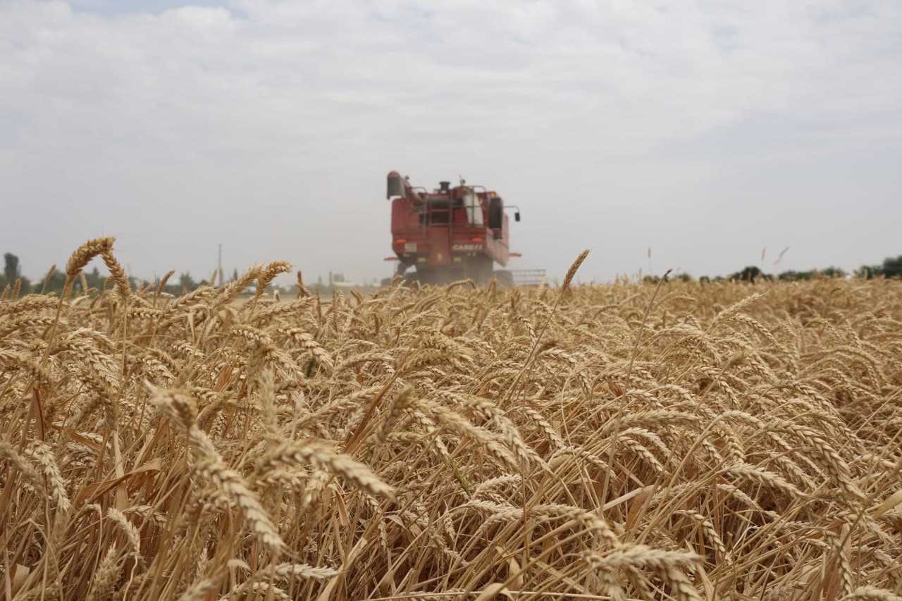 “Ғалла-2025”: Зафар муборак, ғиждувонлик ғаллакорлар!